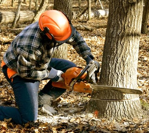 Tree Removal in Church View, VA